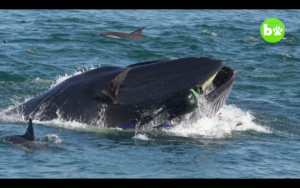 VIDEO | Impacto mundial: buzo explica cómo logró escapar ileso luego de ser tragado por una ballena