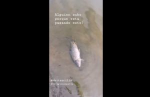 VIDEO | Actor Matías Assler denunció muerte masiva de peces en la Laguna de Zapallar