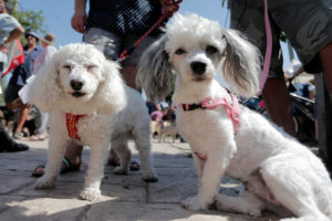 Registro Nacional de Mascotas: los nombres preferido para bautizar a perros y gatos en Chile