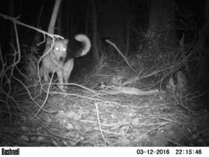 Científicos detectan nueva presencia de mamíferos invasores en siete islas de la Reserva de la Biosfera Cabo de Hornos