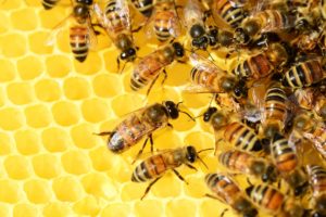 20 de mayo es el Día Mundial de las Abejas: ¿por qué debemos celebrar?