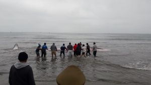 Murió la ballena que varó en una playa de Puerto Aldea