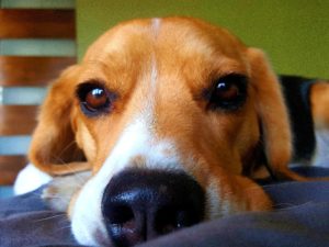 Senadores impulsan proyectos para calificar a animales como seres y no objetos