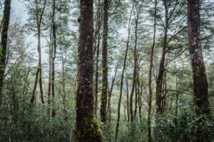 Isla del Rey, el desconocido refugio de alerces en Chile