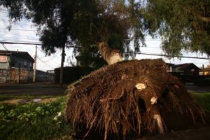 FOTOS | Árbol de 20 metros cuelga sobre cables y amenaza a vivienda en Maipú