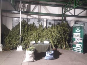 Descubren tres invernaderos con 7.000 plantas de marihuana en Puerto Montt