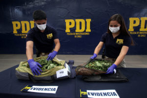 Siete detenidos por supuesto cultivo medicinal de marihuana