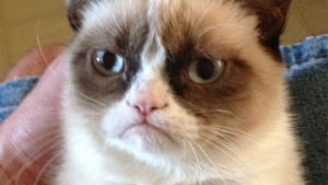 Internet está de duelo: la famosa gata 
