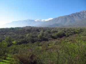 Tribunal ambiental ordena retirar arenas de bosque Panul por riesgo de remoción