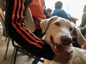 Adolescentes del Sename realizan terapia de reinserción entrenando a perros abandonados