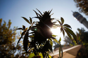 Colegio Médico rechaza uso medicinal de la marihuana: 
