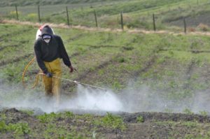 Detectan presencia de plaguicidas en agricultores y escolares de Región del Maule