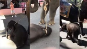 Elefante de un año se desploma tras pasear con turistas