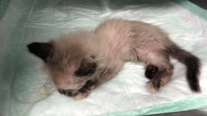 Terrible: Mataron a gatita de dos meses tras ponerle petardos en el hocico