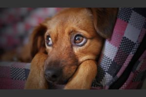 ¿Por qué nadie puede resistirse a la mirada triste de un perro?