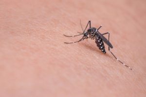 Revelan por qué los mosquitos pican solo a algunas personas