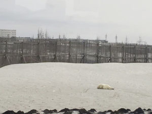 Oso polar hambriento: Caminó más de 1500 kilómetros buscando comida