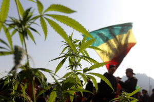 Senda busca determinar la potencia de la marihuana que se consume en Chile