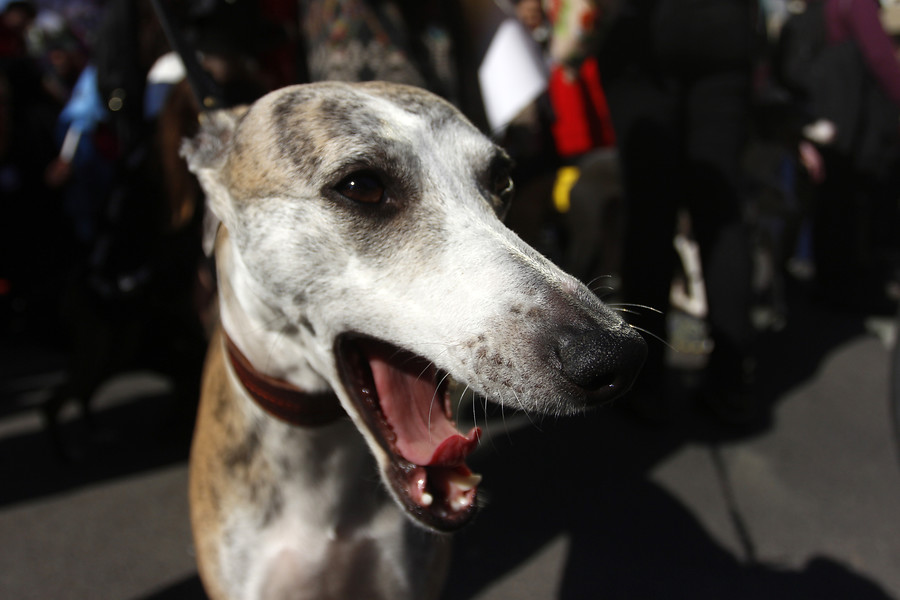 galgos