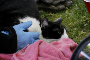 Mujer denunció que su gata fue violada por un hombre en Quilpué