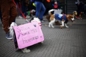 Se sumaron a Camila Flores: diputados RN impulsan inédito proyecto que crea el delito de zoofilia