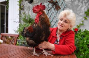 Gallo es acusado de perjuicio sonoro: Todo Francia espera el fallo del juicio