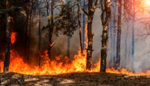 Cambio climático y dramáticos incendios amenazan el permafrost del Ártico