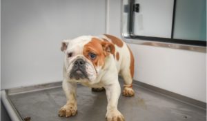 Publican listado de los animales rescatados de criadero ilegal en Providencia