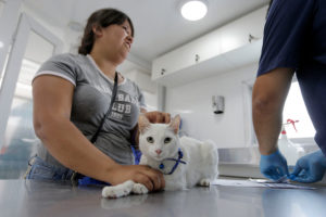 Diputados aprueban a veterinarios como profesionales de la salud