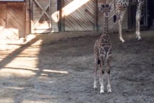 Presentan a Zuri, la jirafa de 2 metros que nació el Zoológico Metropolitano