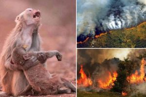 FOTOS | Las imágenes de los incendios en la Amazonía que resultaron ser falsas