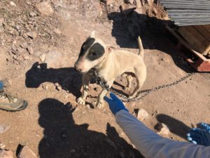 Sujeto es condenado a 3 años de reclusión nocturna por maltrato animal