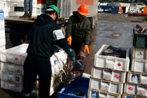 Despedirán a 232 trabajadores: Landes anuncia cierre de planta en Talcahuano apuntando a Ley de la Jibia