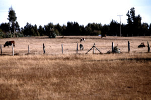Agricultores y ganaderos preocupados por masiva muerte de animales producto de la sequía