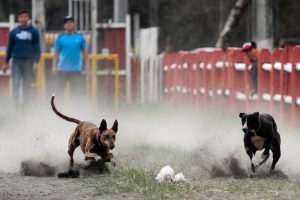 Cancelan carrera de galgos en evento organizado por la Municipalidad de Ñuñoa