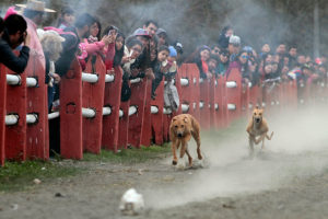Polémica por carreras de perros galgos en celebración de Fiestas Patrias en Ñuñoa