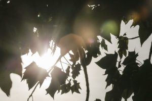 Once ciudades chilenas han batido récords históricos de altas temperaturas este año 2019