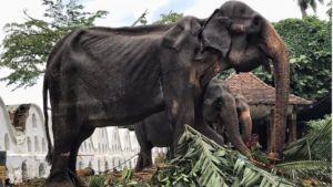 El deplorable estado de una elefante de 70 años en Sri Lanka