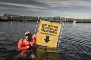 Greenpeace por nuevas denuncias contra salmonera Nova Austral: “Es toda la industria la que queda contra las cuerdas”