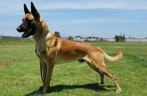 Alcalde de Quillota entregará perros guardianes a mujeres víctimas de violencia