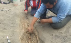 Macabro hallazgo en Perú: Encuentran restos de 227 niños sacrificados en ritual