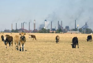 Cambio climático: la ONU pide reducir el consumo de carne para salvar el planeta