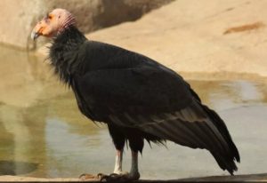 Otra de Donald Trump: Aprueba cambios que debilitan ley que protege a animales en extinción