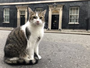 Larry, el gato que ha durado más que los últimos Primeros Ministros en la calle Downing