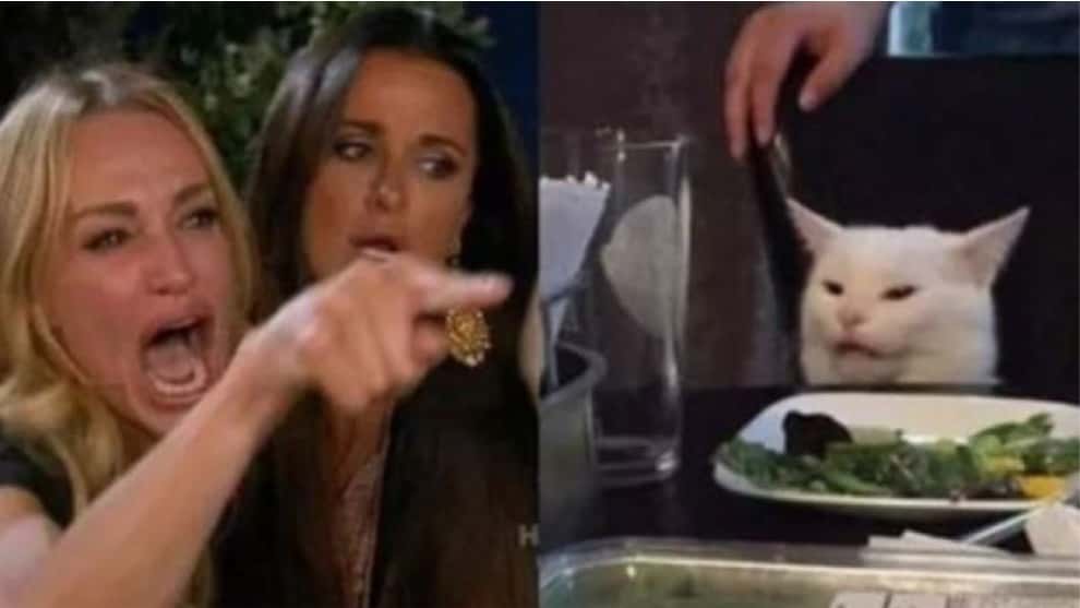 meme del gato