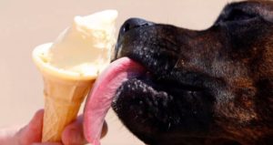 Mujer contrae bacteria por la saliva de su perro: tuvieron que amputarle brazos y piernas