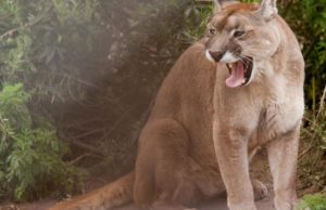 VIDEO | Música de Metallica salvó a mujer de ser devorada por un puma