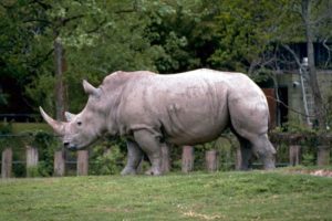 Indignación en Francia: visitantes de zoológico marcaron sus nombres en un rinoceronte