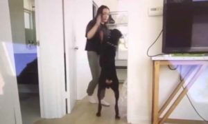 Youtuber Brooke Houts subió un video maltratando a su perro y sus fans no se lo perdonaron