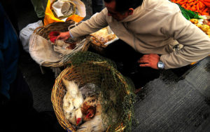 VIDEO | Grupo vegano separa a las gallinas de los gallos: 